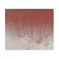 大量出售美國(guó)變色龍須柳