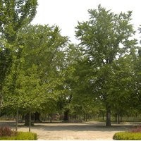 銀杏樹(shù)