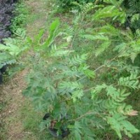 紅絨球70以上的高度 60左右冠幅雙株袋苗大量