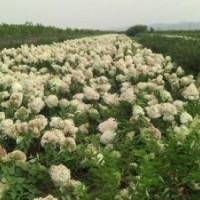 春季低價出售自家梧桐.2-10公分金葉榆2.5-6公分金絲柳3-6公分金