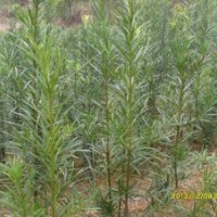 黃槐、小葉欖仁、羅漢松、金銀花、八月桂等苗。