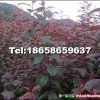 出售各種海棠苗：高原之火 亞當(dāng) 意地安魔力 海棠苗