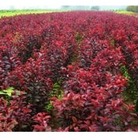 紅葉李小苗紅葉李苗價格高1米紅葉李苗供應(yīng)紅葉李苗