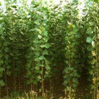 供應(yīng)一年生107、108速生楊