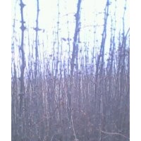 花椒苗 刺槐 紫穗槐 側(cè)柏