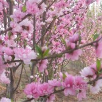 常年供應碧桃，海棠等綠化苗木