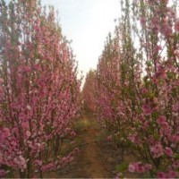 專供碧桃，海棠等綠化苗木