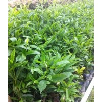 供應(yīng)：和順木