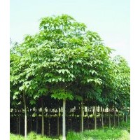 七葉樹(shù)、（新品種）核桃樹(shù)供應(yīng)