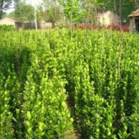 供應白皮書，油松，國槐，刺槐，側柏，柳樹，速生楊