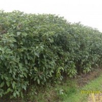 低價(jià)處理香樟樹(shù)、羊蹄甲、秋楓、黃槐、小葉欖仁、木棉等苗