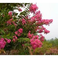 大量供應(yīng)各種紫薇苗木