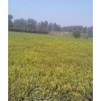 供應紅葉石楠、紅王子錦帶、月季、水臘、連翹、黃楊