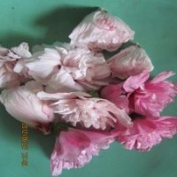 1-2公分木槿樹苗1米高木槿苗木槿苗經(jīng)銷商