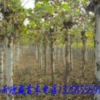 法桐急于騰地低價出售