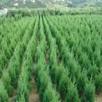 供側柏苗，白皮松苗，皂角苗，國槐苗，柿子苗。