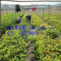 苗圃桂花樹苗批發(fā)30-50CM金桂、銀桂、八月桂300珠包郵