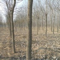 供應(yīng)毛白楊，法桐，國槐，白蠟，柳樹等綠化苗木