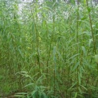 優(yōu)質(zhì)竹柳樹苗|山東優(yōu)質(zhì)竹柳樹苗|，誠信為本