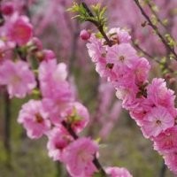 優(yōu)質(zhì)榆葉梅樹苗|山東優(yōu)質(zhì)榆葉梅樹苗|就知道，誠信為本