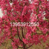 北美海棠苗|冬紅海棠苗