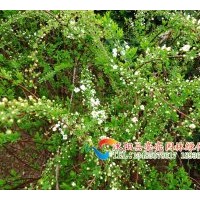 供應(yīng)薔薇苗，月季苗，品種月季苗 檜柏苗 蜀檜苗