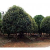 供應八月桂金桂四季桂精品桂花、湖北當年生桂花小苗、桂花種子