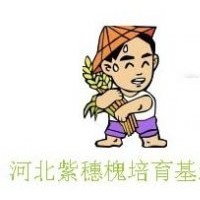 出售紫穗槐小苗