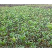 供福建浦城 丹桂苗 180萬株