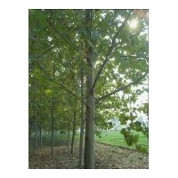 低價供應(yīng)法桐，白蠟，國槐及各種苗木小苗