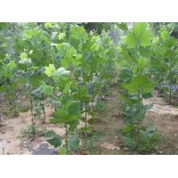 濟寧法桐小苗供應(yīng)