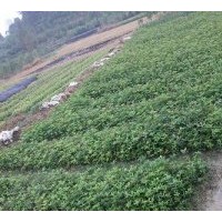 低價銷售20萬株2年桂花扦插小苗