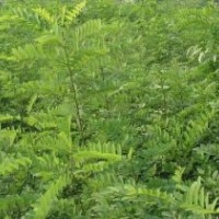 低價(jià)供應(yīng)毛白楊、國(guó)槐苗、法桐苗、速生白蠟苗、榆樹(shù)苗、椿樹(shù)苗、