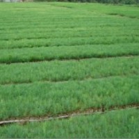 供應(yīng)中國北流高脂松苗 加勒比松苗 馬尾松苗 濕地松苗 杉木苗 松