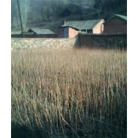 出售東北連翹小苗1萬(wàn)棵