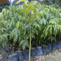 供應(yīng)大腹木棉種苗