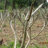 供應(yīng)雞蛋花