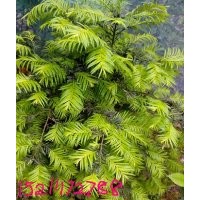 供應(yīng)紅豆杉，桂花，香樟，紅葉石楠，紅花繼木杜鵑綠化苗木