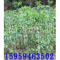 野鴉椿苗,野鴉椿種子,馬尾松種子,杉木種子,檫樹種子,濕地松種子,