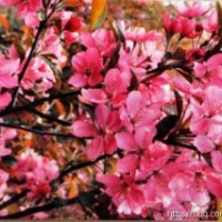 出售北美繁花海棠