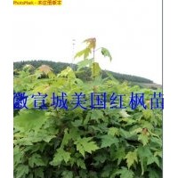 美國(guó)紅楓