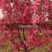 彩葉海棠 北美海棠 木瓜海棠 西府海棠