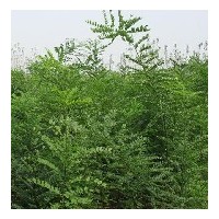 國(guó)槐，白蠟，欒樹(shù)小苗