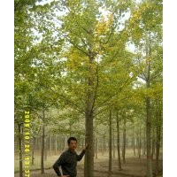 12-18公分銀杏樹(shù)價(jià)格