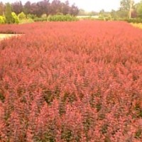 供應(yīng)紅葉小檗，紅葉李，紅瑞木