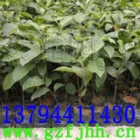 紅桂木苗,胭脂木苗,將軍樹苗,千年桐苗,紅錐苗,香樟苗,海棗苗