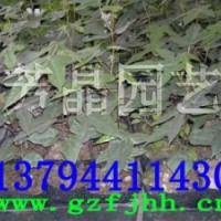 澳洲星花酒瓶樹苗-星花酒瓶樹苗-星花酒瓶樹袋苗