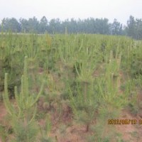 莒南專業(yè)批發(fā)50公分黑松苗裸根土球的行情