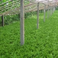 供應(yīng)龍柏小苗