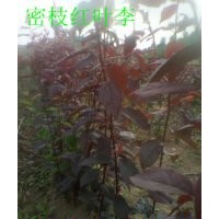 密枝紅葉李-密枝紅葉李子苗